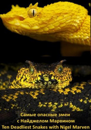       / Ten Deadliest Snakes with Nigel Marven (2014)